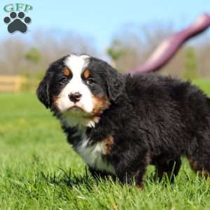 Jake, Bernese Mountain Dog Puppy